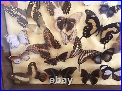 Tableau Cadre Papillons Taxidermie Collection Cabinet De Curiosites