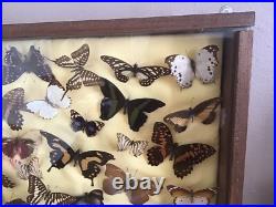 Tableau Cadre Papillons Taxidermie Collection Cabinet De Curiosites