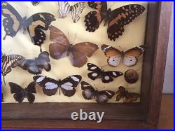 Tableau Cadre Papillons Taxidermie Collection Cabinet De Curiosites