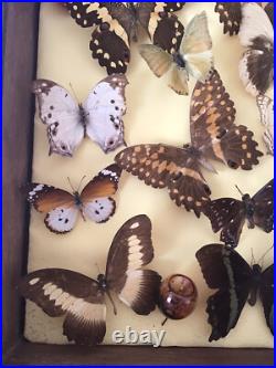 Tableau Cadre Papillons Taxidermie Collection Cabinet De Curiosites