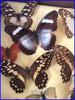 Tableau Cadre Papillons Taxidermie Collection Cabinet De Curiosites