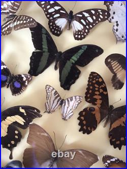 Tableau Cadre Papillons Taxidermie Collection Cabinet De Curiosites