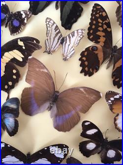 Tableau Cadre Papillons Taxidermie Collection Cabinet De Curiosites