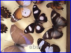 Tableau Cadre Papillons Taxidermie Collection Cabinet De Curiosites