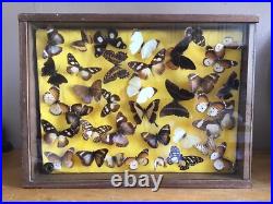 Tableau Cadre Vitrine Taxidermie Papillons Collection Cabinet De Curiosité