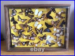 Tableau Cadre Vitrine Taxidermie Papillons Collection Cabinet De Curiosité
