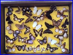 Tableau Cadre Vitrine Taxidermie Papillons Collection Cabinet De Curiosité