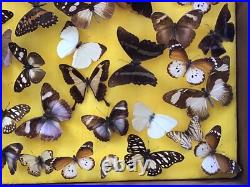 Tableau Cadre Vitrine Taxidermie Papillons Collection Cabinet De Curiosité