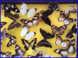 Tableau Cadre Vitrine Taxidermie Papillons Collection Cabinet De Curiosité