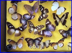 Tableau Cadre Vitrine Taxidermie Papillons Collection Cabinet De Curiosité