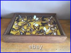 Tableau Cadre Vitrine Taxidermie Papillons Collection Cabinet De Curiosité