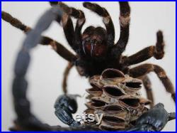 Tarentule vs Scorpion dans un décor dome Home Real Taxidermy Art Home Furniture Decoration Beautiful Decoration Fangs Stinger Spider Venom
