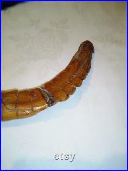 Taxedermy crocodilem animal farci, animal d affichage de peau d article, africain, sud-américain.collectable curiosité décoration à la maison. vintage antique