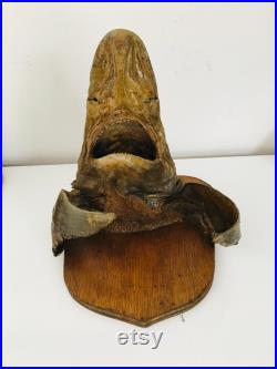 Taxidermie Ancienne- Rare tête de requin Naturalisé vintage
