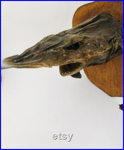 Taxidermie Ancienne- Rare tête de requin Naturalisé vintage