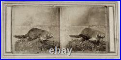 Taxidermie Animal empaillé Coati et Souris c1860 Deux Photos Stereo Vintage