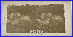 Taxidermie Animal empaillé Coati et Souris c1860 Deux Photos Stereo Vintage