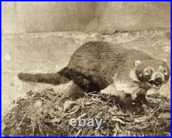 Taxidermie Animal empaillé Coati et Souris c1860 Deux Photos Stereo Vintage