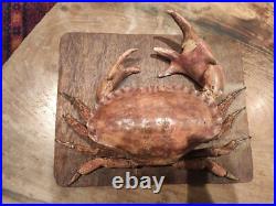 Taxidermie Cabinet Curiosités Crabe Freak