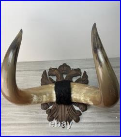 Taxidermie Cabinet de curiosité Trophée Énorme Corne