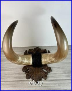 Taxidermie Cabinet de curiosité Trophée Énorme Corne