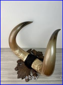 Taxidermie Cabinet de curiosité Trophée Énorme Corne