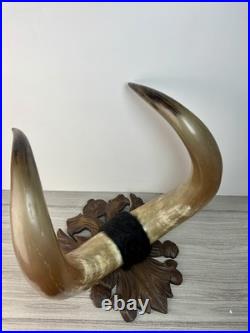 Taxidermie Cabinet de curiosité Trophée Énorme Corne