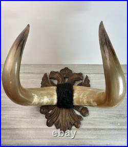 Taxidermie Cabinet de curiosité Trophée Énorme Corne