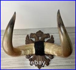 Taxidermie Cabinet de curiosité Trophée Énorme Corne