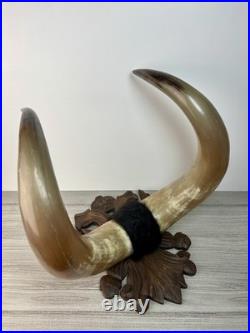 Taxidermie Cabinet de curiosité Trophée Énorme Corne