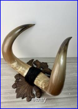 Taxidermie Cabinet de curiosité Trophée Énorme Corne