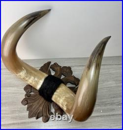 Taxidermie Cabinet de curiosité Trophée Énorme Corne