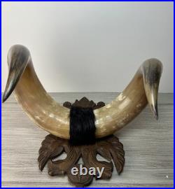 Taxidermie Cabinet de curiosité Trophée Énorme Corne