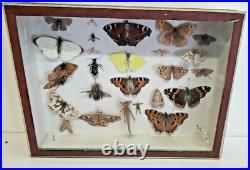 Taxidermie Cabinet de curiosité boite papillons (Deyrolle)vers 1960