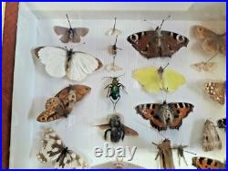Taxidermie Cabinet de curiosité boite papillons (Deyrolle)vers 1960