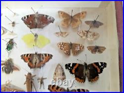 Taxidermie Cabinet de curiosité boite papillons (Deyrolle)vers 1960