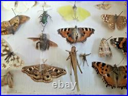 Taxidermie Cabinet de curiosité boite papillons (Deyrolle)vers 1960