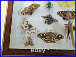 Taxidermie Cabinet de curiosité boite papillons (Deyrolle)vers 1960