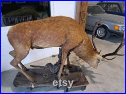 Taxidermie Cerf naturalisé sur socle