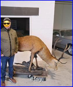 Taxidermie Cerf naturalisé sur socle