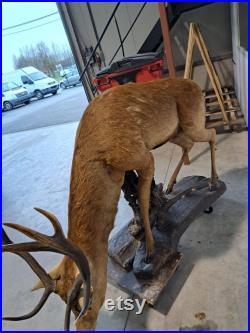 Taxidermie Cerf naturalisé sur socle