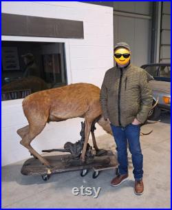 Taxidermie Cerf naturalisé sur socle