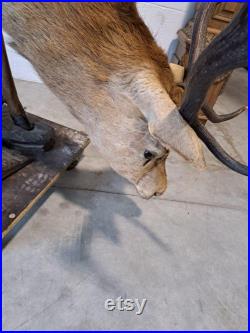 Taxidermie Cerf naturalisé sur socle