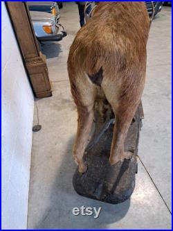 Taxidermie Cerf naturalisé sur socle