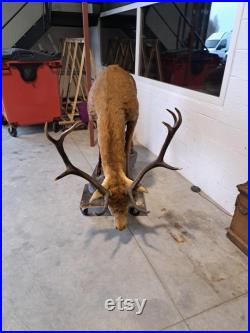 Taxidermie Cerf naturalisé sur socle