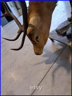 Taxidermie Cerf naturalisé sur socle