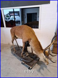 Taxidermie Cerf naturalisé sur socle