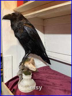 Taxidermie Corbeau fait sur ordre Roi du corbeau, énorme oiseau sera utilisé bouche ouverte ou fermée.