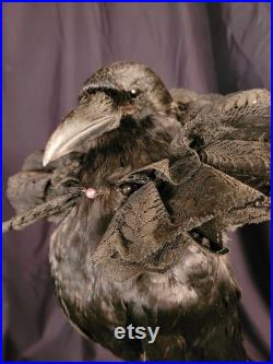 Taxidermie Corneille