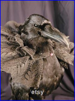 Taxidermie Corneille